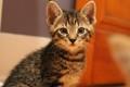 coccolatrice gatti lavoro assunzioni Just Cats