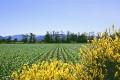 terreni gratis giovani agricoltura sostenibile